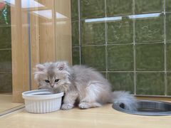 -帕帕拉兹宠物(亚洲旗舰店)