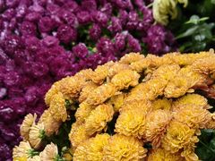 -杭州植物园