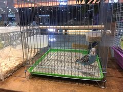 -龟与熊猫宠物公园(南坪店)