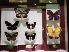 -上海昆虫博物馆