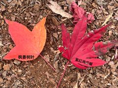 -昆明植物园