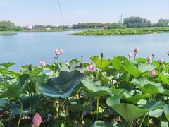 -白洋淀风景区