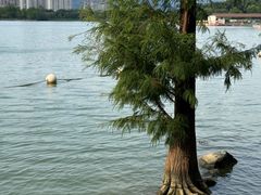 -飞来湖湿地公园