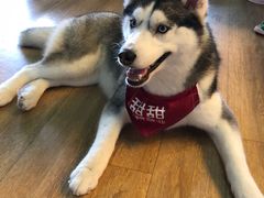 -Husky Go! 哈士奇体验馆·宠物咖啡厅狗咖