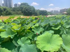 -金山公园