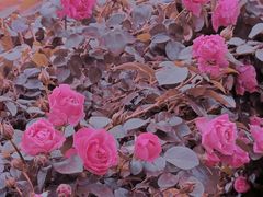 -长春公园(普阳街道)