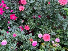 -人民公园(罗湖区)