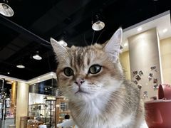 -藏猫猫咖啡主题馆(中央大道店)