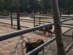 -长白岛森林公园