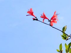 -十九峰景区-倒脱靴