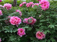 -香御和记涮牛肚(总店)