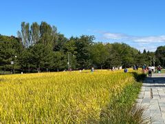 -北坞公园