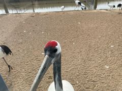 -盐城丹顶鹤湿地生态旅游区