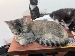 -楼上猫咖(罗湖店)