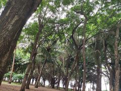 -深圳湾公园(南山区)