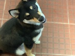 -柴犬高等学院·狗咖·柴犬售卖·宠物训练