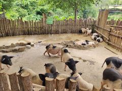 -泉州海丝野生动物世界