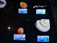 -贝壳梦幻世界