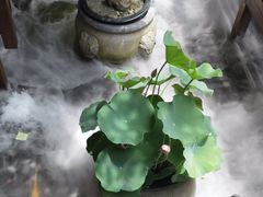 -三只耳火锅(宽窄巷子店)