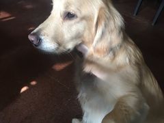 -百好乐宠物友好餐厅(朝外大街店)