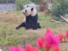 -灵玲国际马戏城