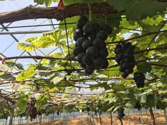 -海堤葡萄园中小学生研学基地