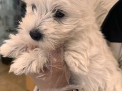 -翊宠yipet猫狗购宠庄园犬舍•猫舍