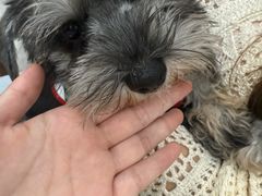 -瑞鹏宠物医院·普外科·影像科·皮肤科(城市山谷分院)