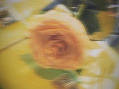 -HELEN FLORAL DESIGN(海上世界文化艺术中心店)