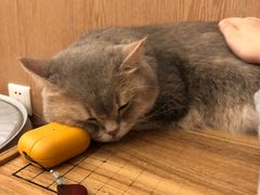 -MOCHA明星猫咖(田子坊店)