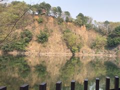 -王借岗森林公园