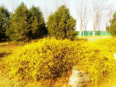 -永定河休闲森林公园