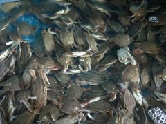 梭子蟹-前王院•巧克力海鲜市集餐厅(万平口店)