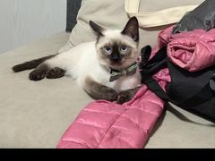 -Bastet sally猫舍购宠(静安店)