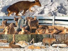 -北京野生动物园