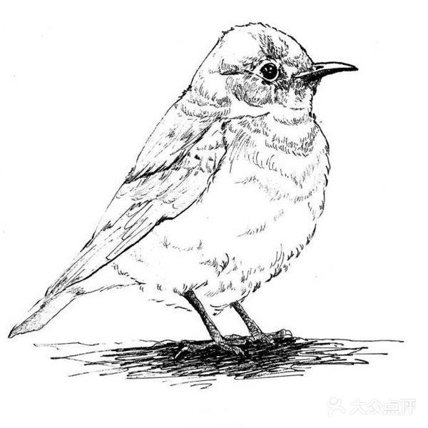 可供临摹的物体简笔画作品欣赏[礼花][礼花]