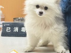 -联合动物医院(光谷诊疗中心)