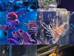 -海合安天津极地海洋公园
