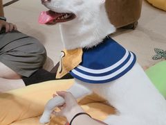 -逗柴咖啡屋·狗咖猫咖宠物桌游
