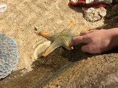 -悉尼海洋生物水族馆