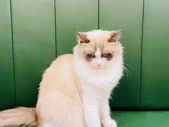 -安格丽娜·狗咖·猫咖羊驼咖(春熙路百盛商场店)