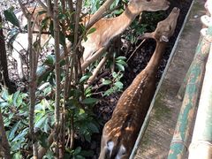 -合肥野生动物园