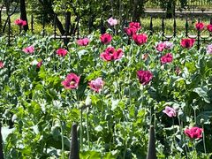 -国家植物园南园