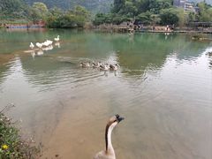 -靖西鹅泉风景区
