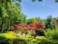 -大兴滨河森林公园