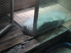 -猫咪博物馆(顶澳仔猫街店)