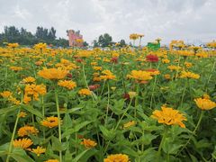 -莲花山花海