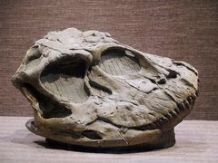 -自贡恐龙博物馆