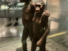 -美国自然历史博物馆