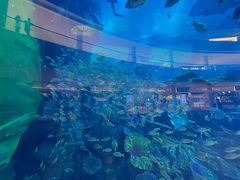 -迪拜水族馆及水下动物园